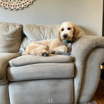 Un Pooahoula allongé sur un canapé et portant un collier autour du cou