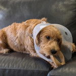 Un Pooahoula allongé sur un canapé et portant un carcan