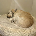 Un Pooahoula allongé dans un panier et portant un collier autour du cou