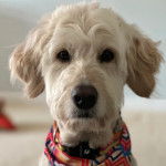 Un Pooahoula regardant vers la caméra et portant un collier autour du cou