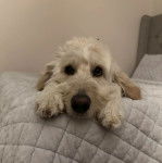 Un Pooahoula allongé sur un lit et regardant vers la caméra 