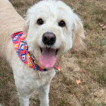 Un Pooahoula sur un terrain gazonné tirant la langue et portant un foulard 