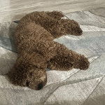 Un Pooahoula allongé sur un tapis et semblant dormir 