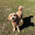 Un Pooahoula sur un terrain gazonné et portant un collier autour du cou