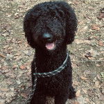 Un Pooahoula ayant la gueule légèrement ouverte et qui est tenu en laisse 