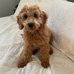 Un Pooahoula assis sur un lit et regardant vers la caméra 