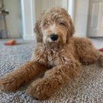 Un Pooahoula allongé sur une moquette et regardant la caméra 