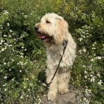 Un Pooahoula assis sur une pierre et qui est tenu en laisse 