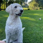 Un Pooahoula assis sur un terrain gazonné