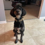 Un Pooahoula assis sur un sol carrelé et portant un collier autour du cou