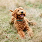 Un Pooahoula allongé sur un terrain herbeux et portant un collier autour du cou 