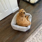 Un Pooahoula allongé dans un panier et portant un collier autour du cou