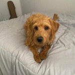 Un Pooahoula allongé sur un lit et regardant vers la caméra 