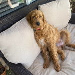 Un Pooahoula assis sur un canapé et portant un collier autour du cou