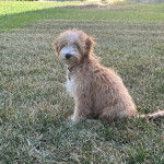 Un Pooahoula assis sur un terrain gazonné et portant un collier autour du cou