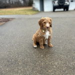 Un Pooahoula assis sur une surface bitumée et portant un collier autour du cou