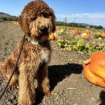 Un Pooahoula assis sur une surface rocailleuse et qui est tenu en laisse