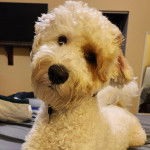 Un Pooahoula allongé sur un lit et portant un collier autour du cou