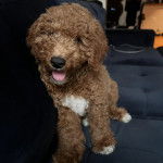 Un Pooahoula assis sur un canapé et ayant la gueule légèrement ouverte 