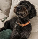 Un Pooahoula allongé sur un canapé et portant un collier autour du cou 