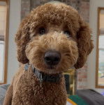 Un Pooahoula portant un collier autour du cou