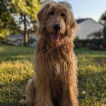 Un Pooahoula assis sur un terrain herbeux et tirant la langue 