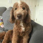 Un Pooahoula assis sur un canapé et semblant détendu 