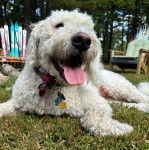 Un Pooahoula tirant la langue et portant un collier autour du cou