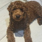 Un Pooahoula allongé sur un sol carrelé et regardant vers la caméra 