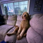 Un Pooahoula assis sur un canapé tirant la langue et portant un collier autour du cou