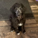 Un Pooahoula assis sur un plancher et regardant vers la caméra 