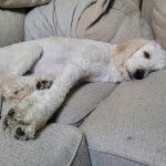 Un Pooahoula allongé sur un canapé et semblant dormir