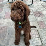 Un Pooahoula assis sur un sol carrelé et portant un collier autour du cou