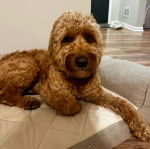 Un Pooahoula allongé dans un panier et regardant vers la caméra 