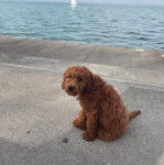 Un Pooahoula assis sur une surface bétonnée et portant un collier autour du cou