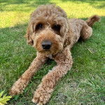 Un Pooahoula allongé sur un terrain herbeux et portant un collier autour du cou