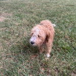 Un Pooahoula sur un terrain herbeux et portant un collier autour du cou