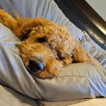 Un Pooahoula allongé sur un lit et regardant la caméra 