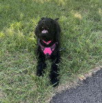 Un Pooahoula allongé sur un terrain herbeux ayant la gueule ouverte et portant un harnais 