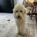 Un Pooahoula sur un tapis et regardant la caméra 