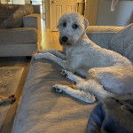 Un Pooahoula allongé sur un canapé 