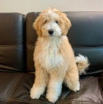 Un Pooahoula assis sur un canapé et regardant vers la caméra 