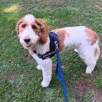 Un Pooahoula sur une surface herbacée et qui est tenu en laisse 