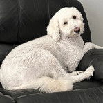 Un Pooahoula allongé sur un canapé et regardant vers la caméra 