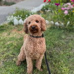 Un Pooahoula assis sur un terrain herbeux et qui est tenu en laisse 