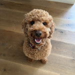 Un Pooahoula assis sur un plancher et portant un collier autour du cou 