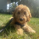 Un Pooahoula allongé sur un terrain herbeux et qui est tenu en laisse 