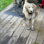Un Pooahoula sur un plancher et portant un collier autour du cou