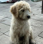 Un Pooahoula assis sur un sol pavé 