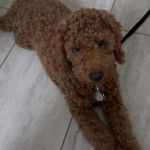 Un Pooahoula allongé sur un sol carrelé portant un collier autour du cou et qui est tenu en laisse